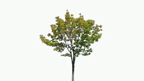 Real Tree isolated on the wind 112 on white background Stock Footage 96124106