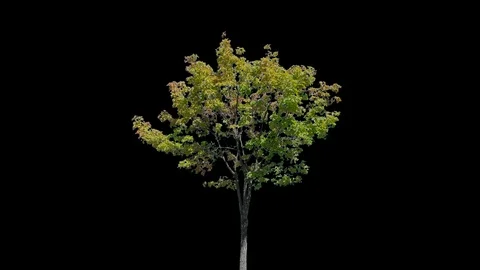 Real Tree isolated on the wind 112 Stock Footage 96227869