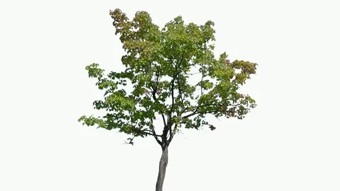Real Tree isolated on the wind 113 on white background Stock Footage 96124691
