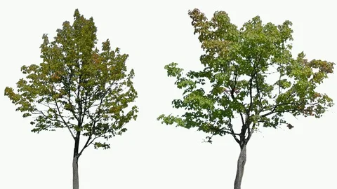 Real Tree isolated on the wind 113-114 MIX on white background Stock Footage 96125347