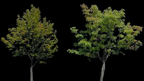 Real Tree isolated on the wind 113-114 MIX Stock Footage 96228229