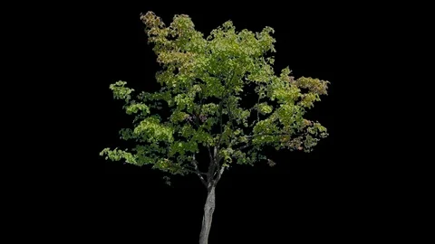Real Tree isolated on the wind 113 Stock Footage 96228753