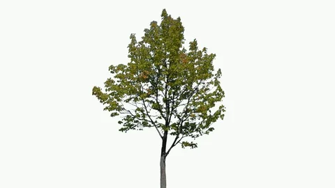 Real Tree isolated on the wind 114 on white background Stock Footage 96125161