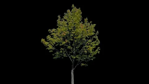 Real Tree isolated on the wind 114 Stock Footage 96228623