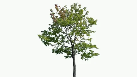 Real Tree isolated on the wind 115 on white background Stock Footage 96125526