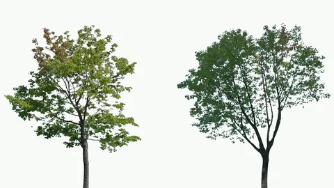 Real Tree isolated on the wind 115-116 MIX on white background Stock Footage 96126134