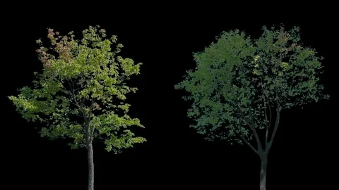 Real Tree isolated on the wind 115-116 MIX Stock Footage 96229069