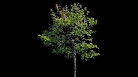 Real Tree isolated on the wind 115 Stock Footage 96229103