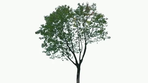 Real Tree isolated on the wind 116 on white background Stock Footage 96148618