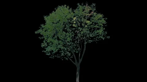 Real Tree isolated on the wind 116 Stock Footage 96230135