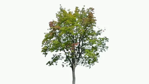 Real Tree isolated on the wind 117 on white background Stock Footage 96126402