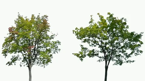 Real Tree isolated on the wind 117-118 MIX on white background Stock Footage 96126444