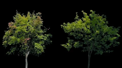 Real Tree isolated on the wind 117-118 MIX Stock Footage 96229848