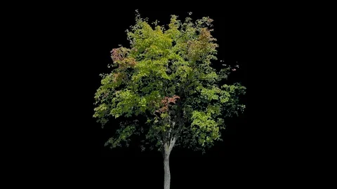 Real Tree isolated on the wind 117 Stock Footage 96230103