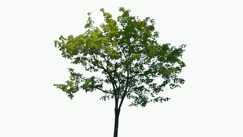 Real Tree isolated on the wind 118 on white background Stock Footage 96127307