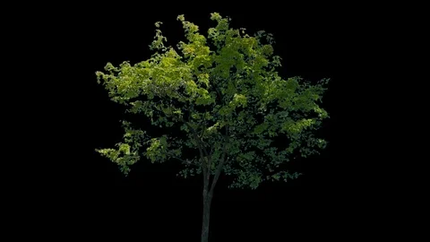 Real Tree isolated on the wind 118 Stock Footage 96230611