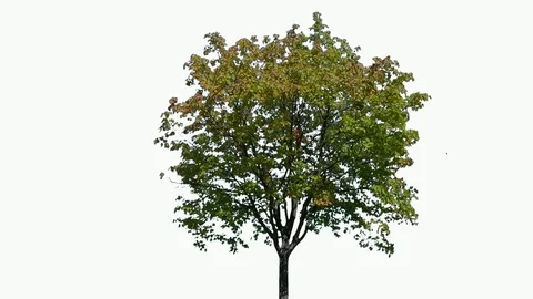 Real Tree isolated on the wind 119 on white background Stock Footage 96127290