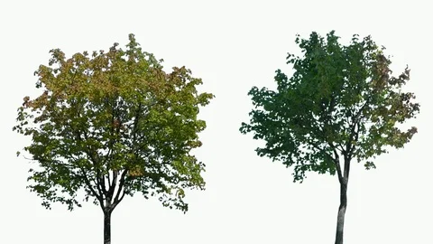 Real Tree isolated on the wind 119-120 MIX on white background Stock Footage 96127322