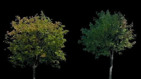 Real Tree isolated on the wind 119-120 MIX Stock Footage 96231034