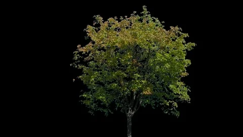 Real Tree isolated on the wind 119 Stock Footage 96231110