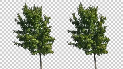 Real Tree Isolated On The Wind 12 Stock Footage 54948822
