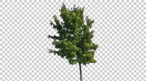 Real Tree Isolated On The Wind 12 Footage 2 Stock Footage 55090764