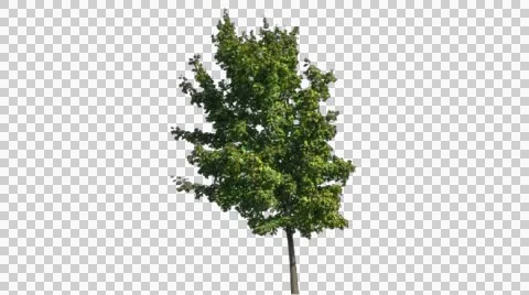 Real Tree Isolated On The Wind 12 Footage 1 Stock Footage 55092484