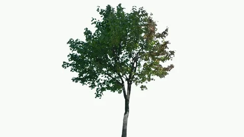 Real Tree isolated on the wind 120 on white background Stock Footage 96127474
