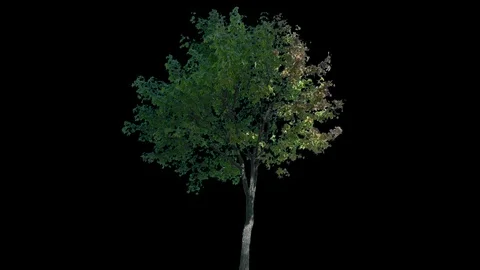Real Tree isolated on the wind 120 Stock Footage 96231170