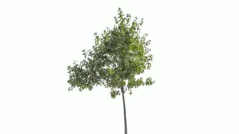 Real Tree isolated on the wind 121 on white background Stock Footage 123202111