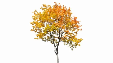 Real Tree isolated on the wind 122 on white background Stock Footage 123202657