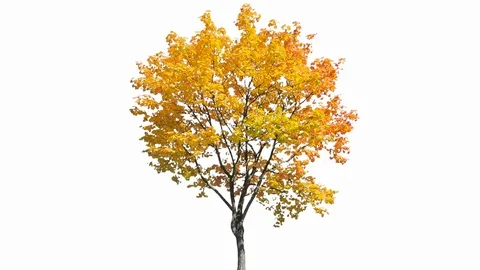 Real Tree isolated on the wind 123 on white background Stock Footage 123202900