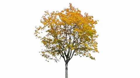 Real Tree isolated on the wind 125 on white background Stock Footage 123205364
