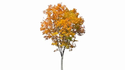 Real Tree isolated on the wind 126 on white background Stock Footage 123205818