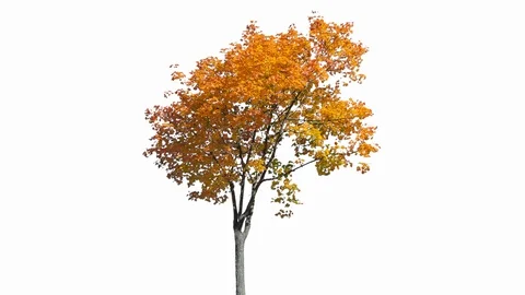 Real Tree isolated on the wind 127 on white background Stock Footage 123206821