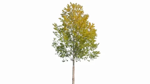 Real Tree isolated on the wind 129 on white background Stock Footage 123208086