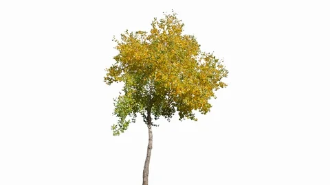 Real Tree isolated on the wind 130 on white background Stock Footage 123208579