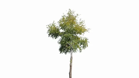Real Tree isolated on the wind 131 on white background Stock Footage 123208665