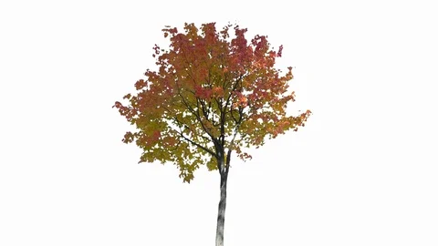 Real Tree isolated on the wind 132 on white background Stock Footage 123208582