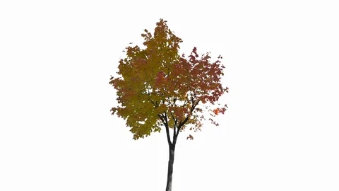 Real Tree isolated on the wind 133 on white background Stock Footage 123208835