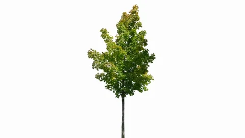 Real Tree isolated on the wind 134 on white background Stock Footage 123254789