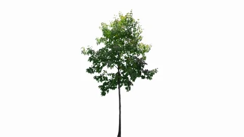 Real Tree isolated on the wind 136 on white background Stock Footage 123254836