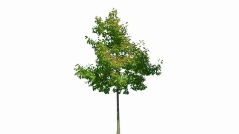 Real Tree isolated on the wind 137 on white background Stock Footage 123254882