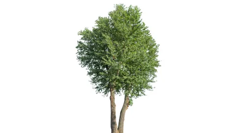 Real Tree isolated on the wind 138 on white background Stock Footage 138957455