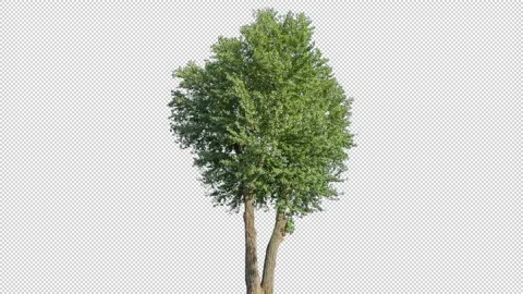 Real Tree isolated on the wind 138 Stock Footage 138966030