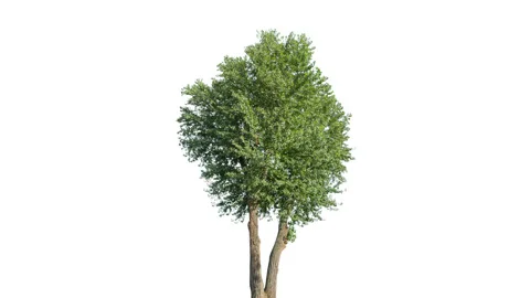 Real Tree isolated on the wind 138 4K on white background Stock Footage 138988214