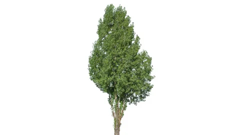 Real Tree isolated on the wind 139 on white background Stock Footage 138959945