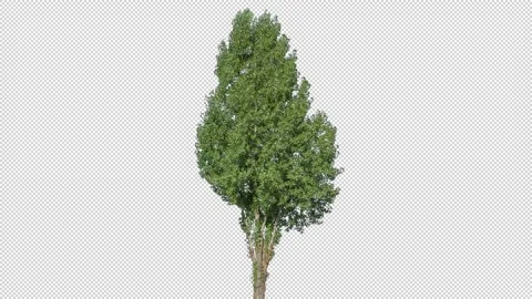 Real Tree isolated on the wind 139 Stock Footage 138968317