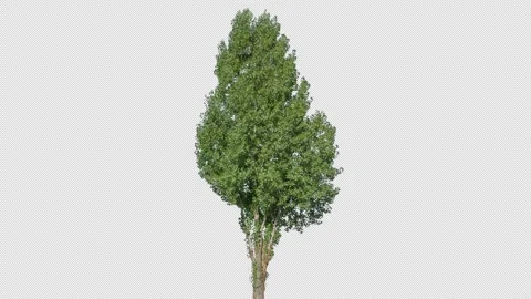 Real Tree isolated on the wind 139 4K p1 Stock Footage 138998083