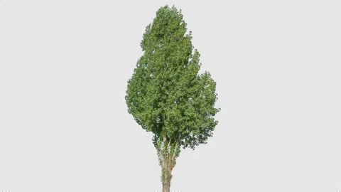 Real Tree isolated on the wind 139 4K p2 Stock Footage 138998302